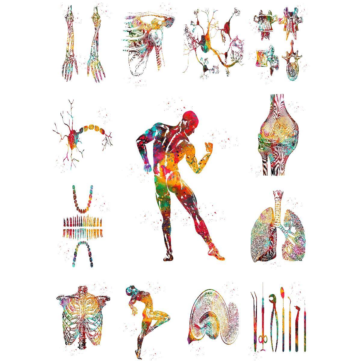 Interior Design Landscape - Anatomical Muscle Structure Poster Educational Art